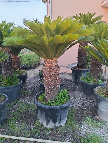 finiks palma: Saqo palması (Cycas revoluta) – iri plastik dibçəklərdə - Dekorativ — 5