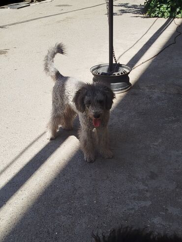 İtlər: Pudel, 10 ay, Erkek — 7