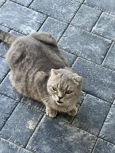 Мышыктар: Котята от домашней кошки Торг имеется при встрече - Порода/тип — 8