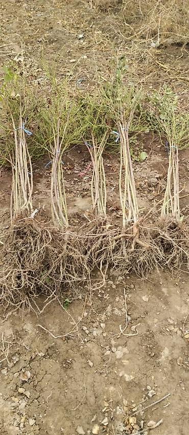 Роза: Продаю Розы ОПТОМ!!! На продажу есть розы в большом количестве разных — 25