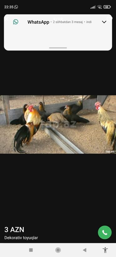 Xoruzlar: Tek 100 ayam zemani cut 200m .qap — 3