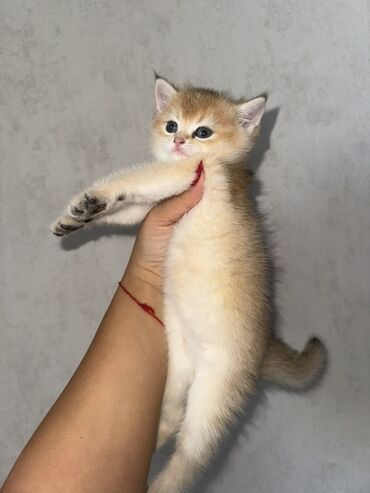 menks cinsi pişik: Qızıl şinşilla