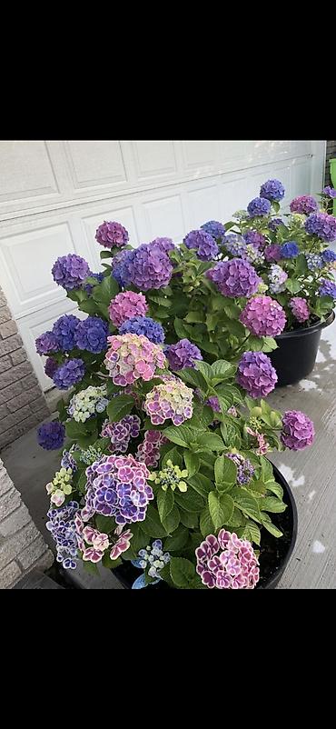 Digər bitkilər: Məhsul: Saksıda hortensiya (Hydrangea) - Rənglər: mavi, bənövşəyi — 8