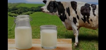 Молочные продукты и яйца: Продаю домашный молоко .Адрес г.Бишкек ж/м Кок Жар.1 л 50 сом