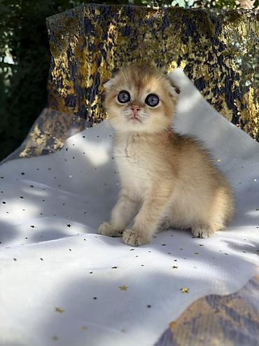 кошка майкун: Шотландский вислоухий котёнок, окрас золотая шиншилла (golden — 1