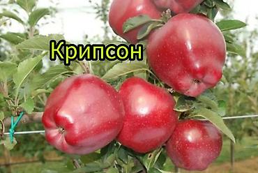 Другие фруктовые и ягодные растения: Саженцы плодовых культур (разные сорта) оптом и в розницу. Успейте — 11