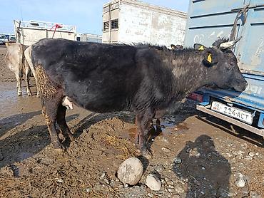 Коровы, быки: Продаю | Корова (самка) | Алатауская | Для молока | Стельные — 7