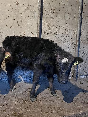 Коровы, быки: Продаю | Музоо, торпок | На откорм — 1