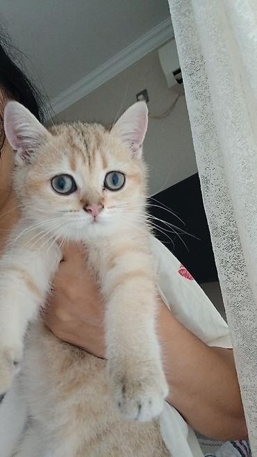 bit daragi harada satilir: Gold şinşila 3baylig dişi tecili satilir — 1
