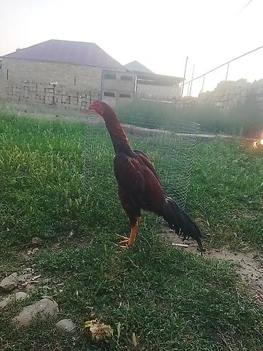 barter xoruz: Temiz brazildi 5 ay yarım qanına cinsine cavabdehem luboy tayını — 2