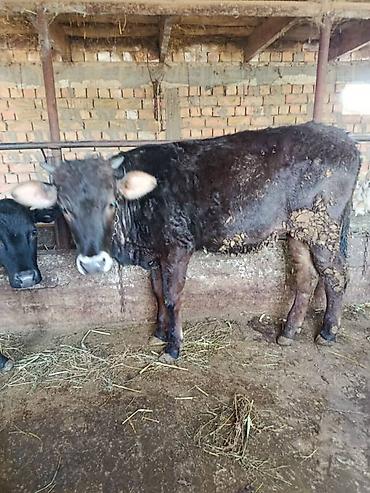 Коровы, быки: Продаю | Бык (самец) | На откорм | Привязанные — 9