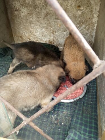 шпицель собака цена: Щенки смешанных окрасов (палевый, темный, тигровый оттенок) в коробке