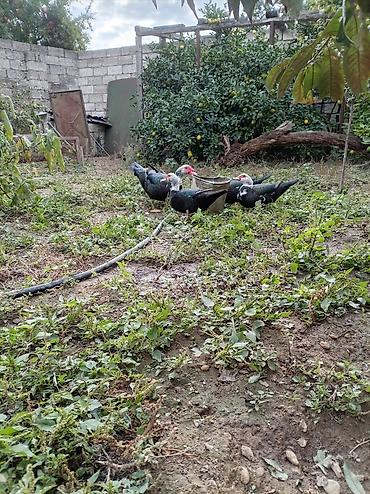 pekin ördək: 3 disi 1 erkek lal ordekler noyabrn 16 si 8 aylari tamam olur qiymet — 3