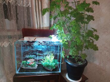 Akvariumlar: Akvarium balıqları aksesuarlar yem tor işıq — 9