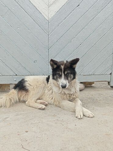 дратхар собака: Эркек лайка чистый 1 жаш город талас