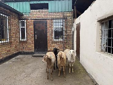 Продам с/х животных: Продаю | Овца (самка) | Полукровка | Для разведения | Матка — 1