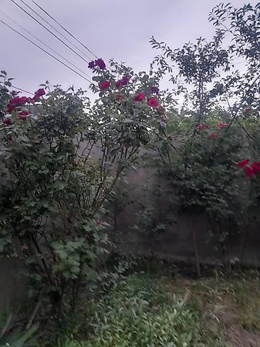 bilecerde: Biləcəri 3 otaqlı, 108 kv. m, Təmirsiz — 6