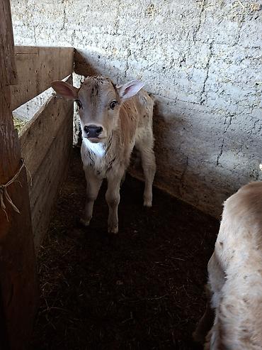 Коровы, быки: Продаю | Музоо, торпок | Искусственник — 12