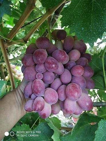 Виноград: Саженцы винограда: Ризамат. Киш-миш чёрный. Мирный. Розовый тайфи — 9
