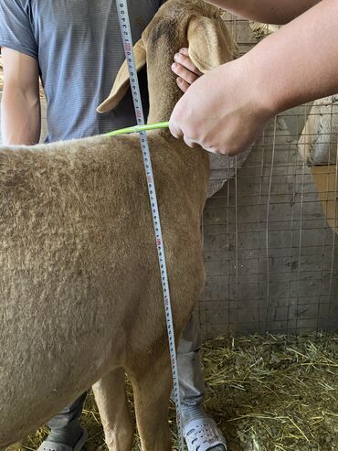 стригалная машинка для стрижки овец продается: Продаю | Овца (самка) | Арашан | Для разведения | Матка