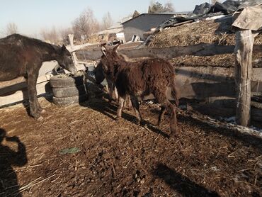 домик для щенка: Кара ешек сатылууда договор бар!