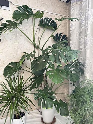 Монстера делициоза (Monstera deliciosa) в напольном кашпо - Крупное
