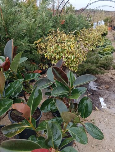 Torf: Gul cicek agaclar qazonlasrlma torf gubresi,perlit,torpaq,peyin — 7