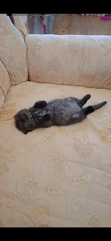 Pişiklər: Britan, Erkək, Dişi — 7