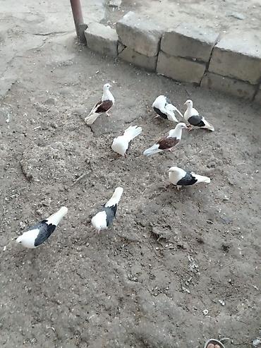 Голуби: Quşlar satılır cemi 8denedir 5 göy çəp 3 qırmızı çep 160 son qiymət — 2