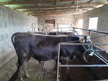 голова корова: Продаю | Бык (самец) | Полукровка | На откорм | Привязанные — 1