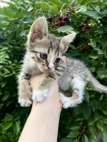 дикие кошки: Кошка даром: Беспородная, 2 месяца, Девочка