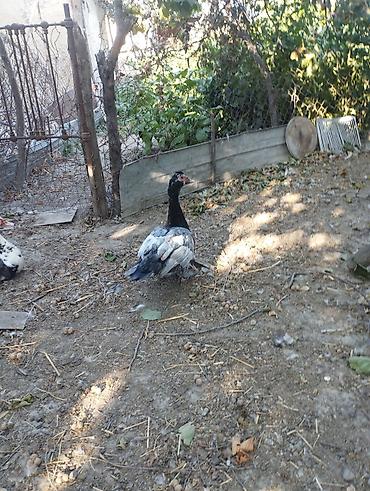 ağ baliq: Muscovy (Hind) ördəkləri – 6 aylig super iri cekili heyvanlardi 3 eded — 4