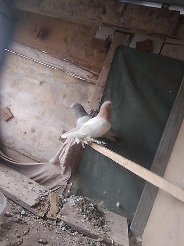 Птицы: Срочносрочно🆘 продается голуби пара 800сомов пажалуйста пишете в — 4