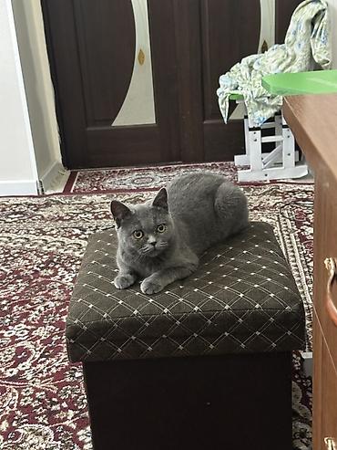 Британская короткошёрстная кошка, окрас голубой (blue). - Плотная