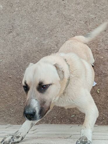 отдам щенка в хорошие руки бесплатно: Belçika çoban iti, 11 ay, Erkek, Peyvəndli, Ünvandan götürmə