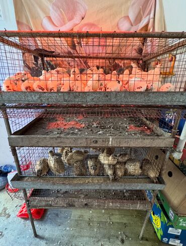 Товары и оборудование для с/х животных: Продается клетка для перепел — 5