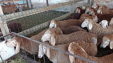 Продажа другой коммерческой недвижимости: Срочно продается кошара.( в 7 км от трасы Бишкек Кара- Балта ) 40 — 14