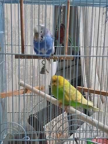 Птицы: Продаю или меняю. Волнистые попугаи с клеткой — 3