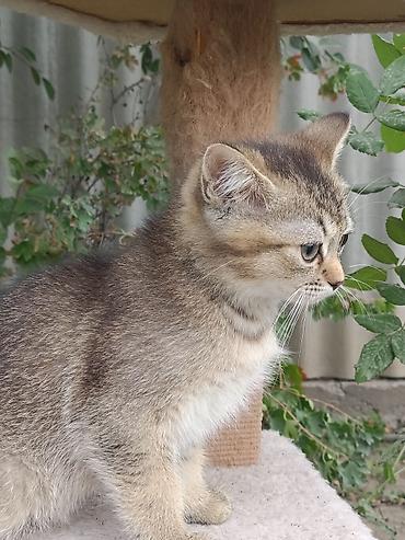 отдам в добрые руки кошку: Скотиш Страйт (Шотландская прямоухая), 2 месяца, Мальчик, Золотая шиншилла, Приучена к лотку, Проглистована — 7