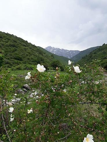 Другие с/х животные: Ульи для пчёл Преимущества ППУ ульев Пенополиуретан (ППУ) -Это — 12