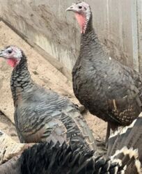 кыргыз добот ит: Продам индюк