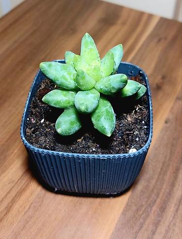 Otaq bitkiləri: Qara plastik qabda olan bu şirəli bitki otağınıza və ya ofisinizə — 8