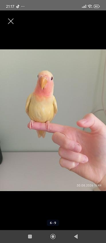 quş yuvalari: Sarı rəng nerazlucnik (lovebird) satılır.Dişidir.2 ay yarımlıqdır. Ələ — 2
