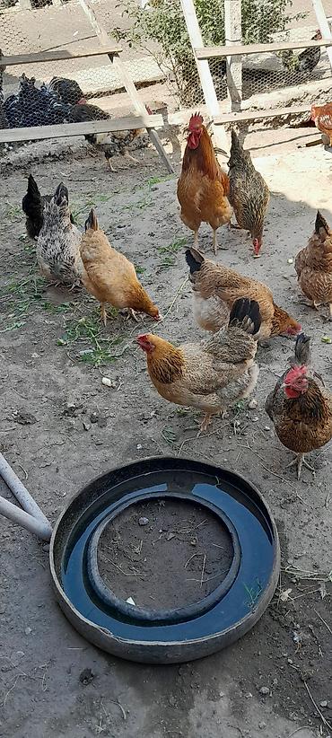 Продаю здоровых, не инкубационных домашних курей, на мясо, на племя