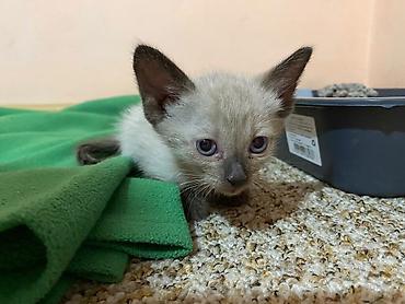 Отдам даром кошку: 1 месяц, Мальчик at lalafo.kg — 9 Отдам даром кошку: 1 месяц, Мальчик — 9