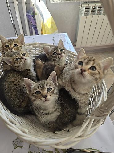 сибирская дымчатая кошка: Полосатые котята в корзинке - Окрас: классический тигровый — 7