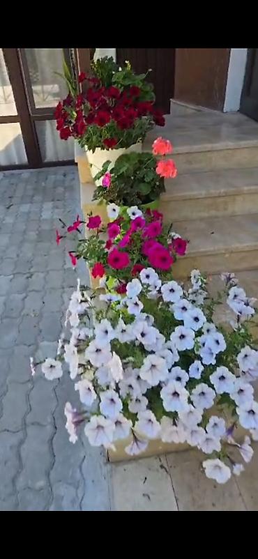 мини квартиры: Гостевой дом с цветущим садом и просторными номерами - Уютные светлые — 1