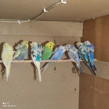Птицы: Japonesler Hazir Cun Ve Aralarinda Valalarda Var Japones Dər Satlir