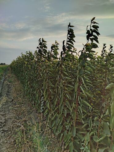 Tinglər: Hər növ ağac tinglerinin satışı — 16