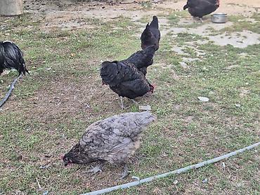 Toyuqlar: Toyuq, Australorp, Damazlıq, Ödənişli çatdırılma — 2